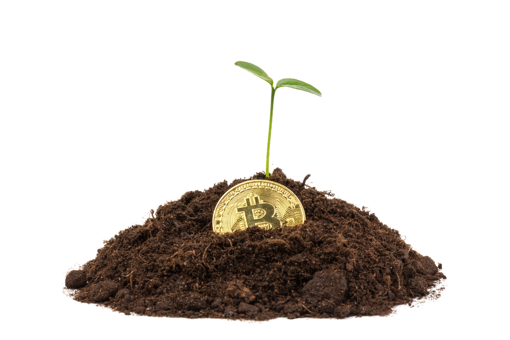 Bitcoin in the soil with a young plant. 